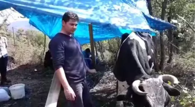 Tavuk Eti Yiyen İnek Şaşırttı