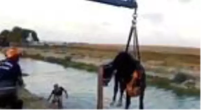 KÜÇÜKÇEKMECE GÖLÜ'NE DÜŞEN İNEĞİ İTFAİYE KURTARDI