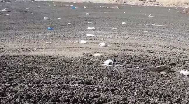 Bataklıkta mahsur kalan yavru köpeği kurtardı