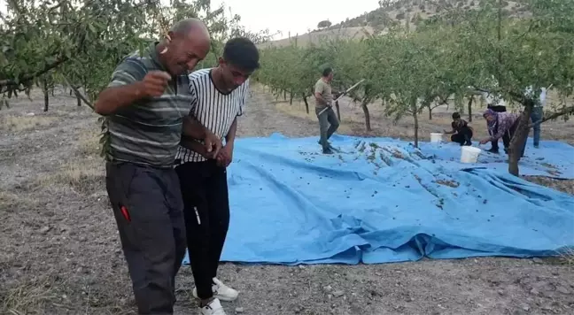 Yozgat'ta Badem Hasadı Halayla Kutlandı