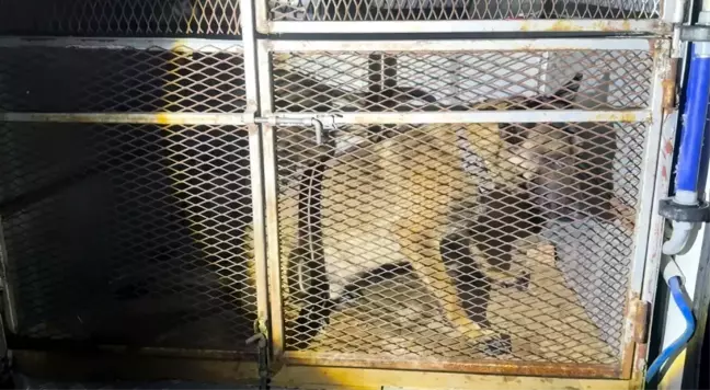 Bitlis'te Uyuşturucu ve Silah Operasyonu: 5,5 Kilo Skunk ve Tabanca Ele Geçirildi