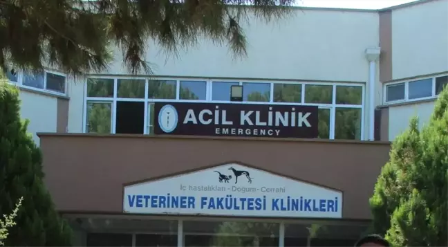 Söke-Milas Kara Yolunda Su Samuru Ölü Olarak Bulundu