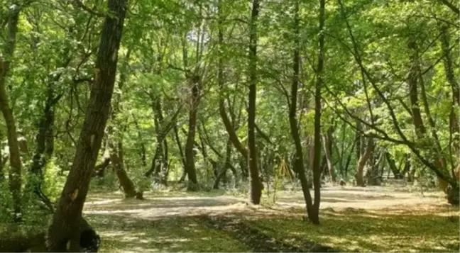 Hatay'da ormanlara giriş yasak mı? Ormanlara giriş yasağı ne zaman başlıyor, ne zaman bitiyor?