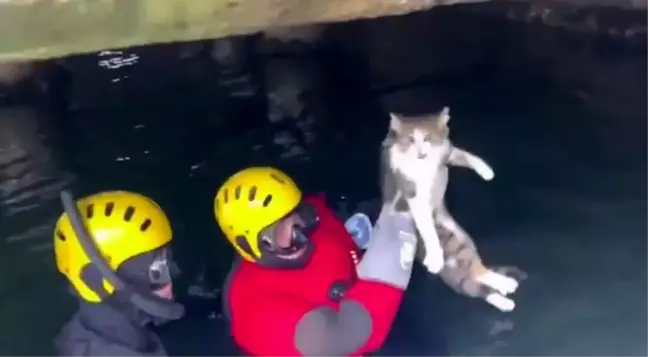 Heybeliada'da Mahsur Kalan Kedi İtfaiye Ekipleri Tarafından Kurtarıldı