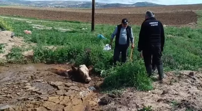 Kırıkkale'de İtfaiyeciler Çamura Batan İneği Kurtardı