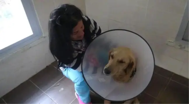İki Bacağına Ateş Edilen Köpeği İngiliz Çift Sahiplendi