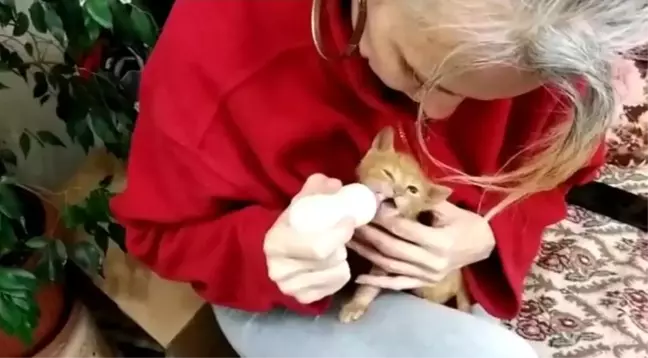 Annesi ölen yavru kediyi biberonla besliyor