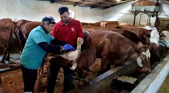 İliç'te Şap ve Brucella Hastalığına Karşı Aşılama Çalışmaları Başladı