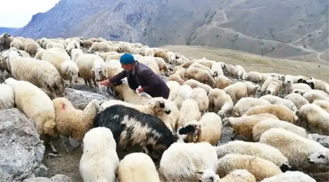 Koyunların Tuz ve Su Keyfi