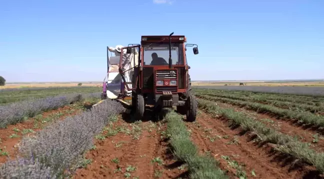 Konya Büyükşehir Belediyesi Güneysınır'da Lavanta Hasadı Yaptı