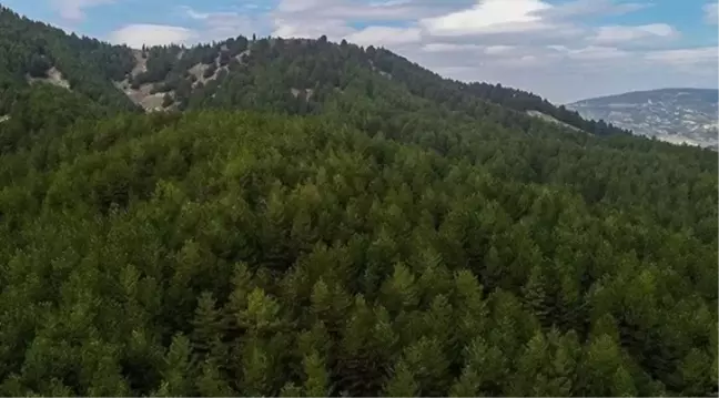 Muğla'da ormanlara giriş yasak mı? Ormanlara giriş yasağı ne zaman başlıyor, ne zaman bitiyor?