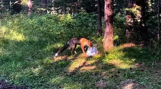 Kızıl tilki piknikçilerin yiyeceklerini çaldı