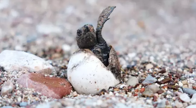 Çıralı sahilinde 4 bin caretta caretta yavrusu denizle buluştu