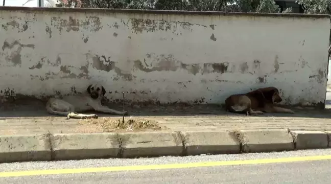 Aydın'da Başbıroş Köpek Saldırıları Mahalleyi Tedirgin Ediyor