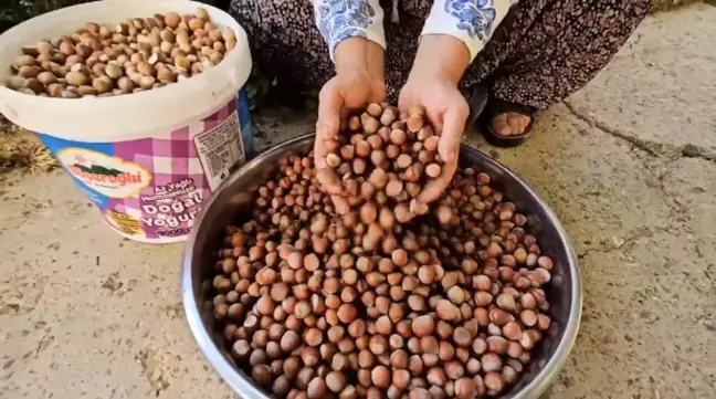 Adana'da Karadeniz fındığı üretimi başladı