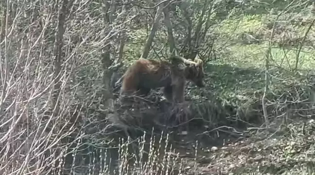Tokat'ta Yiyecek Arayan Ayı Sürücüler Tarafından Görüntülendi