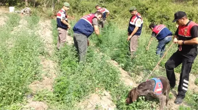 Manisa'da Uyuşturucu Operasyonu
