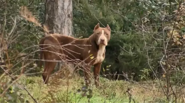 Ormanlar yasaklı ırk köpekler ile doluyor