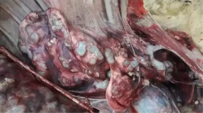 Kurbanlık ette kist görülmesi durumunda tüketilmemeli