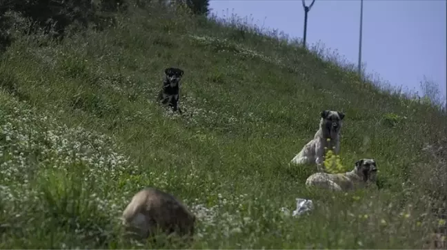 SOKAK HAYVANLARI YASA TASARISI MADDELERİ 2024! Sokak köpekleri yasa taslağı belli oldu mu?