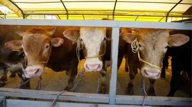 Kurban kesmek farz mı, sünnet mi? Kurban kesmek ibadet midir, şartı nedir?