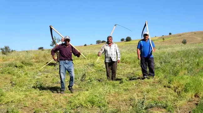 Yozgat'ta Tırpan İşçilerinin Yeşil Mercimek Hasadı Mesaisi Başladı