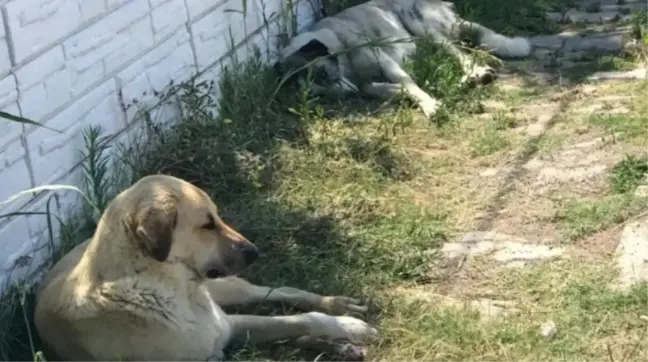 Sokak hayvanları düzenlemesinde neler var? İşte taslakta yer alan maddeler