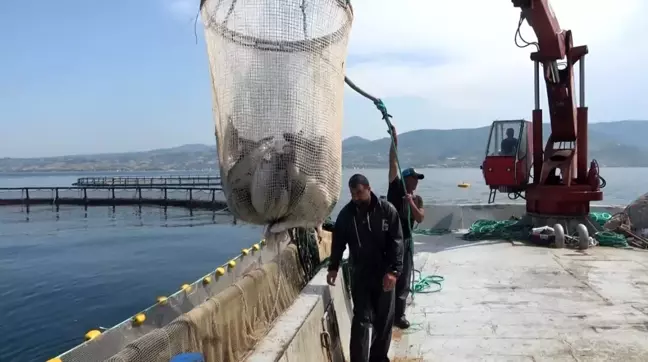 Samsun'da Hayvansal Ürün İhracatından 62 Milyon Dolar Gelir Elde Edildi