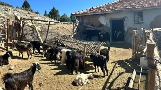 Burdur'da Kaybolan 42 Küçükbaş Hayvan Dron ile Bulundu