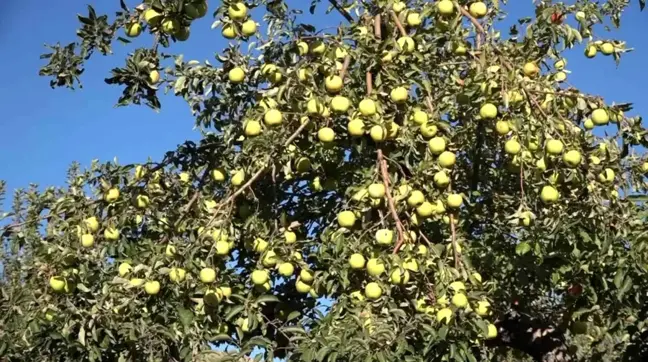 Van'ın Erciş İlçesinde Kışlık Elma Hasadı Başladı