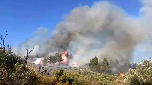 Muğla'nın Menteşe İlçesinde Orman Yangını Çıktı