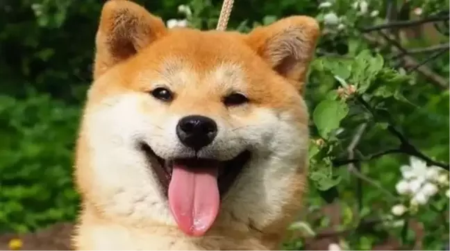 Shiba Inu liderinden çarpıcı paylaşım: SHIB ilk 5'e girebilir mi?