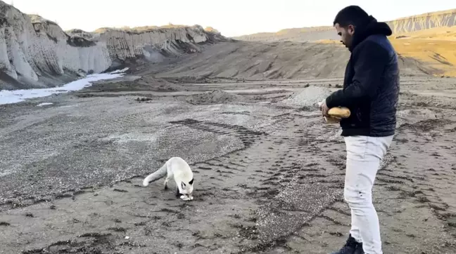 Bitlis'te Maden Çalışanları ile Tilki Arasında Dostluk