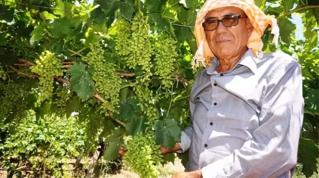 Sarıgöl'de Üzüm Üreticisinin Yüzü Gülüyor