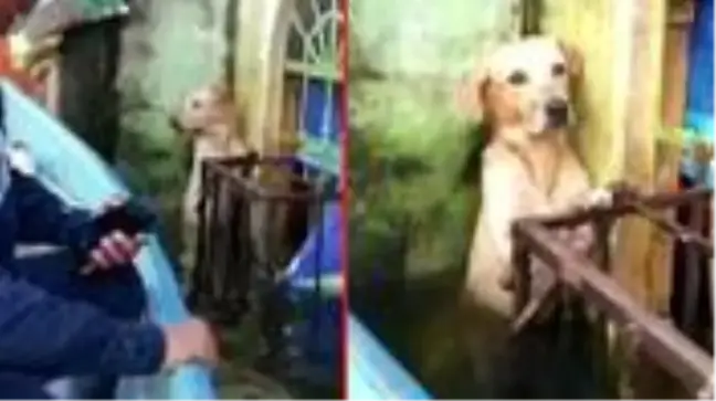Meksika'da selde mahsur kalan köpeğin kurtarılma anı duygusal anlara yol açtı