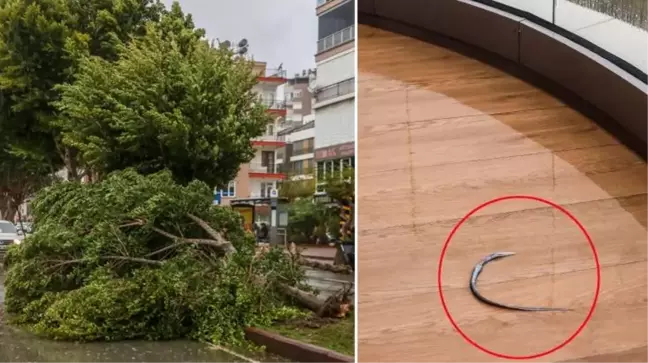 Antalya'da inanılmaz görüntü: Denizdeki balık fırtınanın etkisiyle 60 metre uzaklıktaki evin balkonuna uçtu