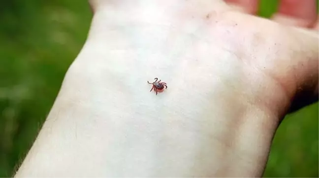 Doğu Karadeniz'de yılın ilk kene vakası Artvin'de yaşandı