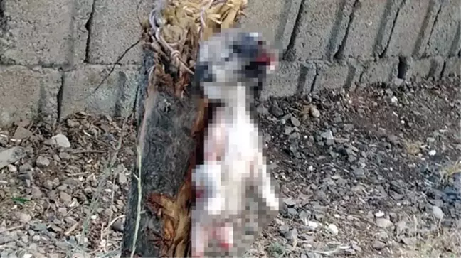 İnsanlık dışı olay! Yavru köpeğin ayaklarını kesip, ağaca astılar