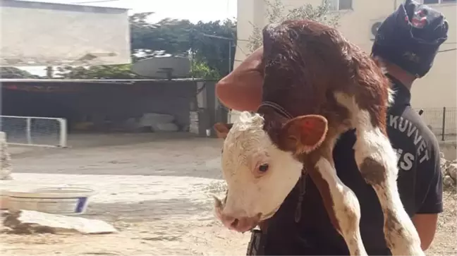 Kahraman polisimiz, minik buzağıyı sırtına alıp alevlerden kurtardı