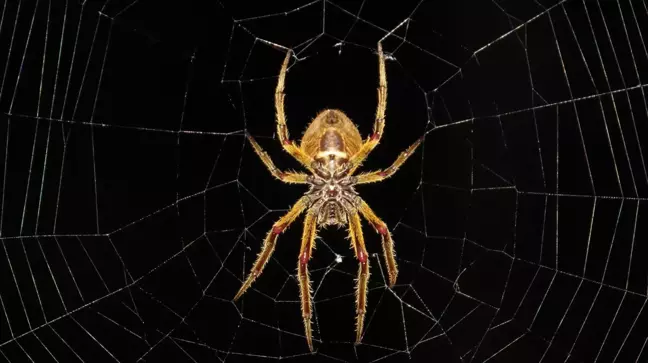 Rüyada örümcek ağı görmek ne anlama gelir? Rüyada evde örümcek ağı görmek, rüyada tavanda örümcek ağı görmek neye işarettir?
