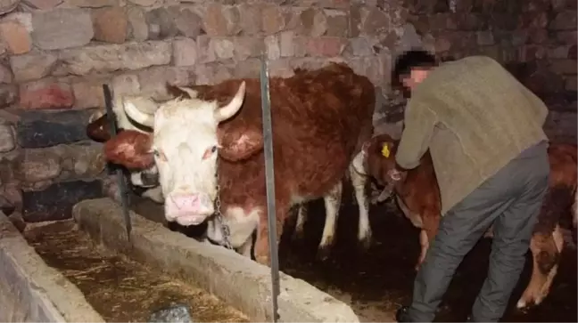 Böylesi yüzyılda bir yaşanır! İneğini ''Memişlerini yerim Fatma'' diye severken, yoldan geçen Fatma üzerine alındı