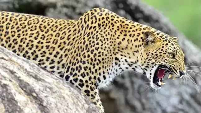 Leopar saldırısına uğrayan 16 aylık bebek, annesinin gözü önünde can verdi