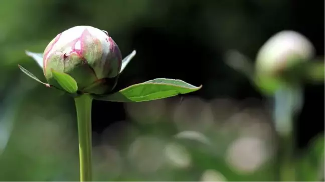 Yılda sadece 10 gün açan şakayık çiçeğini koparana 244 bin lira ceza