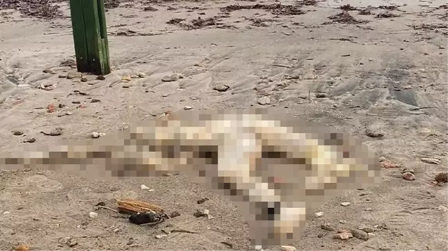 Bodrum sahilinde başı olmayan erkek cesedi bulundu