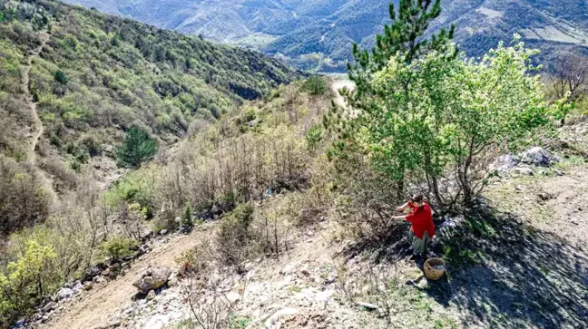Tokat'ta Menengiç Ağacı Keşfi