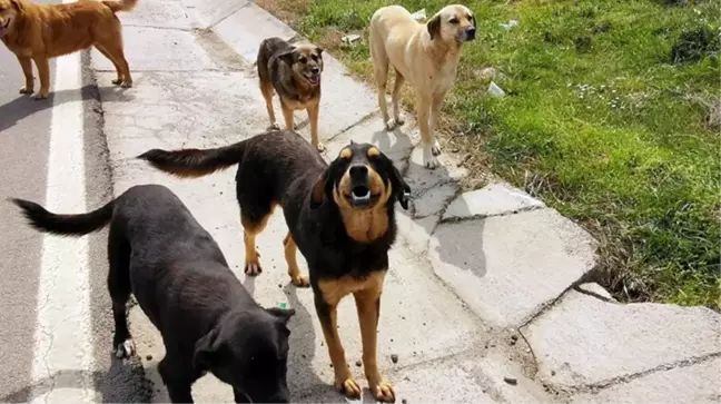 Başıboş sokak köpekleriyle ilgili düzenlemede yeni detaylar! Hayvanını terk edene verilecek para cezası 10 kat artırılıyor