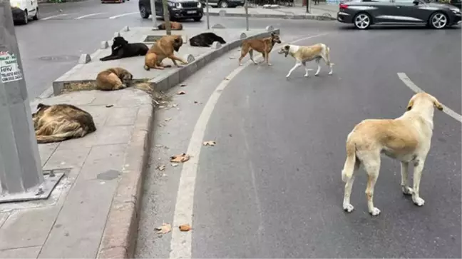 İstanbul'da sokak köpeğinin ısırdığı adam hastanede ikinci şoku yaşadı: Aynı mahalleden 40 kişi geldi