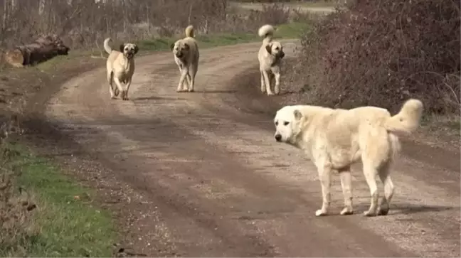 Zafer Partili başkan yardımcısı, çocuklara beddua etti: Keşke köpekler şunlara dalıp parçalasa