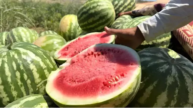 Şanlıurfa'da yerli karpuz hasadı başladı