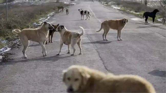 Başıboş sokak köpekleri düzenlemesi Meclis'ten geçerek yasalaştı